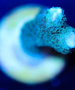Wysiwyg Small Blue Digi Frag [F233]