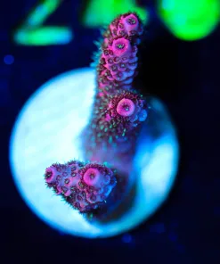 Wysiwyg Millepora Frag [F235]