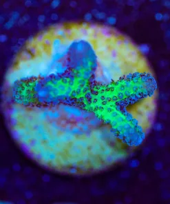 Wysiwyg Small Birdnest Frag [F235]