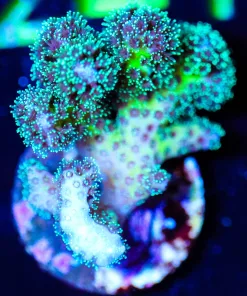Wysiwyg Pocillipora Frag [F236]