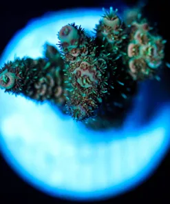 Wysiwyg Millepora Frag [F237]