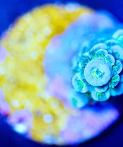 Wysiwyg Tenuis Frag [F238]