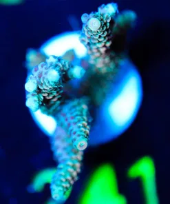 Wysiwyg Millepora Frag Large [F241]