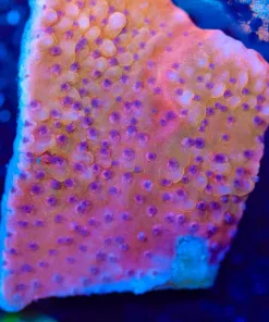 Wysiwyg Orange Plating Montipora [F241]
