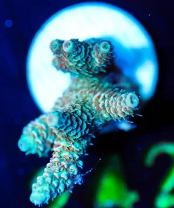 Wysiwyg Millepora Frag Large [F242]