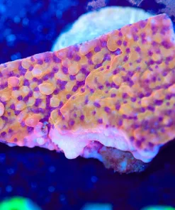 Wysiwyg Orange Plating Montipora [F242]