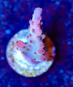 Wysiwyg Red Acropora Frag [F246]