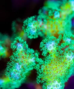 Wysiwyg HUGE Pocillipora Frag [F247]