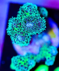 Wysiwyg Pocillipora Frag [F248]