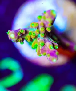 Wysiwyg Rainbow Loom Acropora Frag [F248] *Free Shipping ! Minimum $249 livestock spend*
