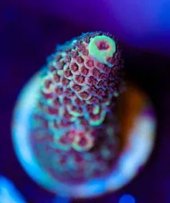 Wysiwyg Acropora Spathulata Frag [F249]