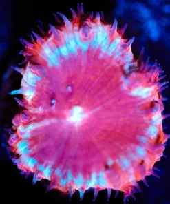 Wysiwyg Feathery Blatomussa [F27]