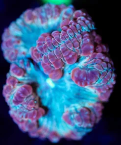 Wysiwyg Bubble Boss Blastomussa [F28]