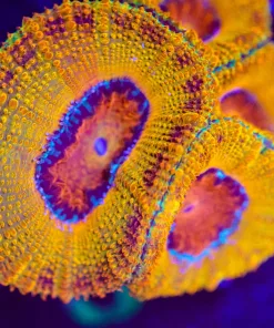 Wysiwyg Ultra Orange Large Frag [F3]
