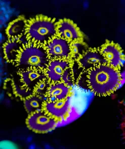 Wysiwyg Purple Hornet Zoanthid [F30]