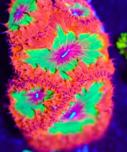 Wysiwyg Afterburner Blastomussa LARGE frag 1 of a kind [F31] *Free Shipping ! No Minimum Livestock Spend*
