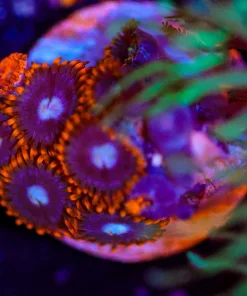 Wysiwyg tiny zoa frag [F33]