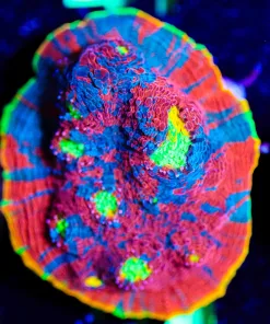 Wysiwyg Rainbow Dynatmite Chalice Frag [F34]
