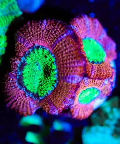 Wysiwyg Inverted Watermelon Micromussa Acropora [F37]