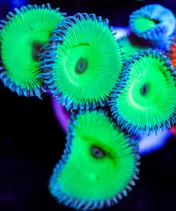 Wysiwyg XL Nuclean Green Paly Frag [F4]