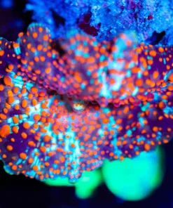 Wysiwyg Ultra Interstellar Mushroom [F40]