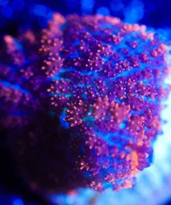 Wysiwyg Mushroom Frag [F40]