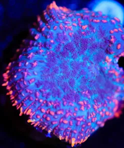 Wysiwyg Neon Flutter Mushroom [F41]