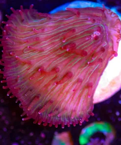 Wysiwyg Small plate coral frag [F42]