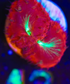 Wysiwyg Blastomussa Frag [F42]