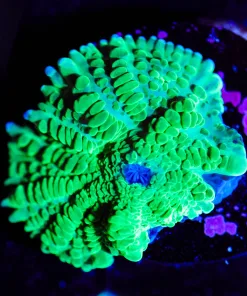 Wysiwyg Neon Green Rhodactis Mushroom [F43]
