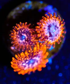 Wysiwyg 3x Utter Chaos Zoanthid [F44]