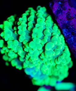 Wysiwyg Small Green Bounce Mushroom [F47]