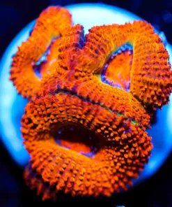 Wysiwyg Small Acan Frag [F47]