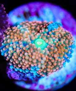 Wysiwyg Little Ombre Ricordia [F48]