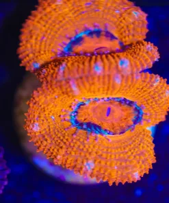 Wysiwyg Acan Frag [F48]