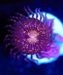 Wysiwyg Pandora Zoa Frag [F49]