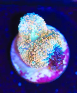 Wysiwyg Small Ricordea [F49]