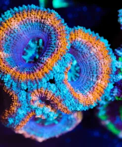 Wysiwyg Golden Blue Onion Ring Acan [F5]