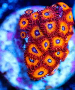Wysiwyg Chilli Pepper Zoa Frag [F50]