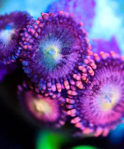 Wysiwyg Galaxy Zoanthid [F51]