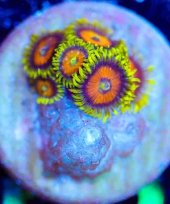 Wysiwyg Small Zoa Frag [F52]