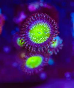 Wysiwyg Frozen Apple Zoa x4 [F52]