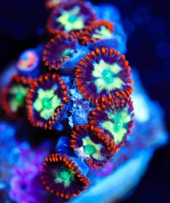 Wysiwyg Zoa Frag [F53]