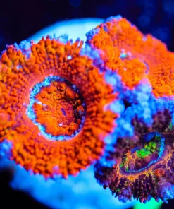 Wysiwyg Cheeto Acan [F53]