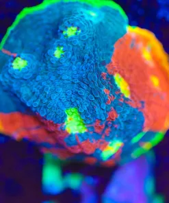 Wysiwyg Rainbow Dynamite Chalice [F54] *Free Shipping ! Minimum $249 livestock spend*