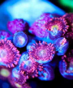 Wysiwyg Zoa Frag [F57]