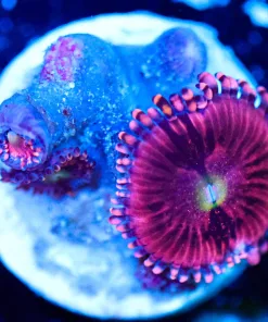Wysiwyg Pink Zoa Frag [F60]