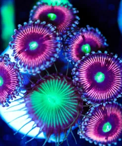 Wysiwyg Pink Zoa Frag [F61]