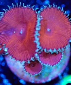Wysiwyg Red Death Paly Zoanthid [F62]