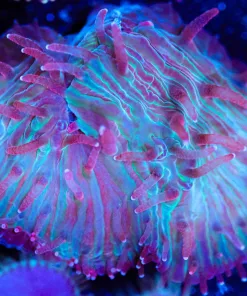 Wysiwyg Small Plate Coral Frag [F62]